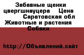 Забавные щенки цвергшнауцера  › Цена ­ 18 000 - Саратовская обл. Животные и растения » Собаки   